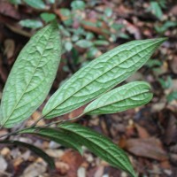 Diospyros albiflora Alston